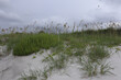 Beautiful landscape of sand dunes with bulrush plants on the Atlantic Ocean coast, Florida