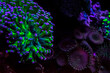 © Alberto Medeiros/Wirestock Creators - Closeup of undersea colorful Palythoa corals