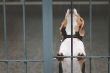 Blurred Of Beagle Dog. Beagle Dogs Sitting Behind Gate And Waiting For Owner At House Leak.