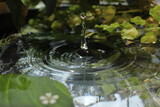 Fototapeta  - A beautiful drop of water