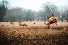 Pack Of Deers Rests In An Open Field Near Nottingham's Wollaton Hall