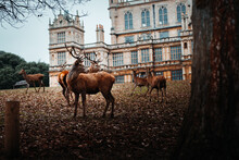 Pack Of Deers Near Nottingham's Wollaton Hall