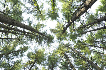 Wall Mural - view looking straight up at a group of shortleaf pine trees in a missouri forest.