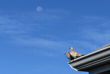 Closeup Shot Of Ringed Turtledoves Perched On The Edge Of A Roof