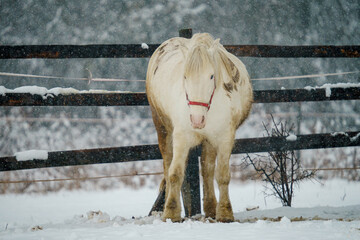 Sticker - White domestic horse (Equus ferus caballus) in front of a fence during winter