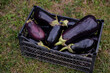 Photo of eggplants in a tare