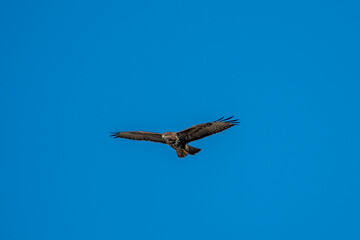 Wall Mural - buzzard in flight against a bright blue sky