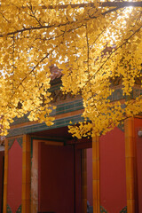 Wall Mural - Vertical shot of yellow leaves at The Palace Museum (The Forbidden City), Beijing, China