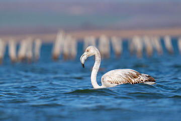 Poster - Flamingo swimming in the water with a blurred background of its flock