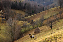 Beautiful View Of Cows Grazing On Hillside In Busteni, Romania