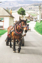 Vertical Shot Of A Horse Pulling Wagon In Village.