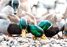 Flock Of Mallard Duck On The Shore