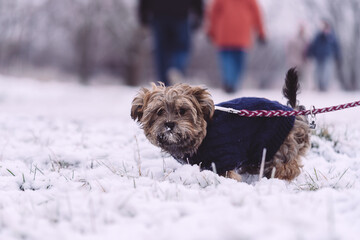 Wall Mural - Puppy plays in the snow