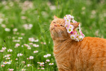 Red British Cat In A Wreath Of Flowers Walks N The Grass In The Garden.