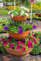 Fotomurales - Multi level flowerpot with colorful petunia flowers