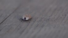 Close-up Of A Blood-drunk Encephalitic Tick Crawling On A Wooden Surface.