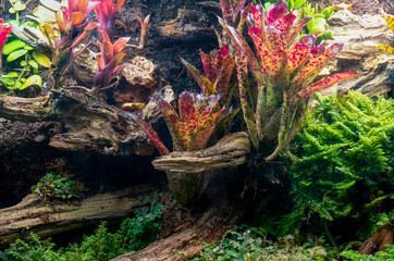 Wall Mural - Closeup of a Terrarium with green and red plants