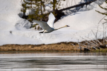 Canvas Print - Swan flying over the lake in the Yellowstone National Park