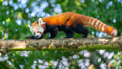 Poster - Closeup shot of the small red panda on the branch at Blijdorp Rotterdam Zoo