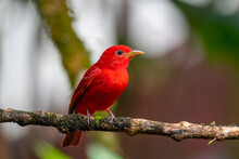Selective Of A Summer Tanager (Piranga Rubra) On A Branch