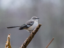 Closeup Of A Mockingbird Perching On A Tree Branch Against Blurred Background