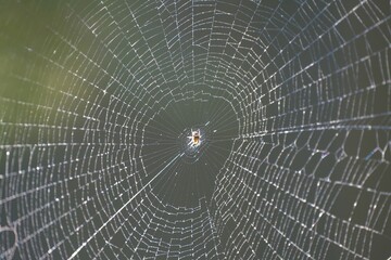 spider on web