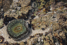Closeup Shot Of A Beautiful Green Anemone In A Sea