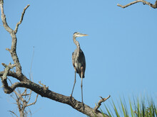 Gray Heron On The Leafless Tree Branch Against A Clear Blue Sky On A Sunny Day