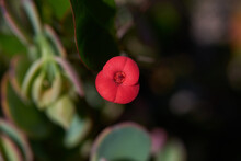 Close-up Shot Of A Crown Of Thorns Flower Blooming In The Garden On A Blurred Background