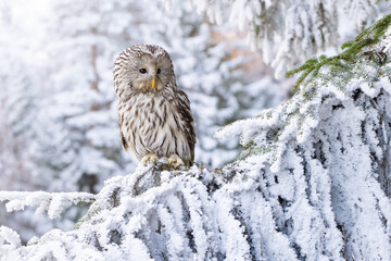 Wall Mural - Closeup of an ural owl perched on a tree branch covered wit snow during winter