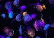 Lot of colorful jellyfish swimming underwater in Chimelong Ocean Kingdom aquarium, Zhuhai, China