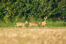 Selective Focus Of Three Deer At A Field On A Sunny Day