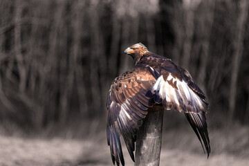 Fototapete - Golden Eagle