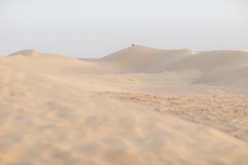 Canvas Print - sand dunes in the desert