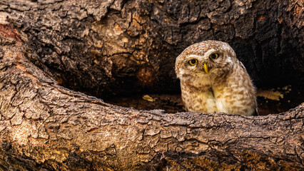 Wall Mural - Spotted owl perched in its nest on a tree