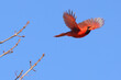 Closeup shot of a cute male Northern cardinal bird or redbird flying against blue sky