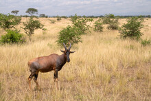 Closeup Of A Topi In Ishasha National Park, Uganda