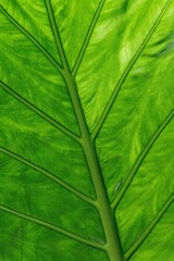 green leaf texture