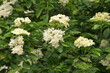 © orestligetka - Elderberry blooms in nature