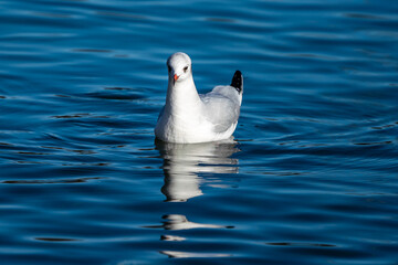 Wall Mural - The European Herring Gull, Larus argentatus is a large gull