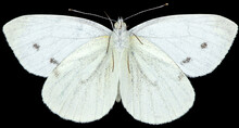 The Green-veined White Pieris Napi Is A Butterfly Of The Family Pieridae. Ventral View Of Isolated White Butterfly On Black Background.