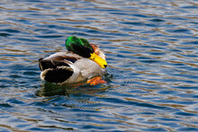 Drake Mallard (Anas Platyrhynchos) Duck Sleeping On Open Water During Winter.
