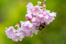 Bumblebee On Apple Blossom In Early Spring, UK. Beautiful Nature Scene Of Pollination.