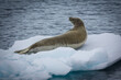 Eine Seerobbe liegt auf einer weißen Eisscholle in der Antarktis und entspannt
