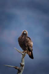 Wall Mural - Golden eagle in Rhodope mountains. Eagle in Bulgari.  Ornithology during winter.