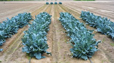 Wall Mural - Broccoli green plant