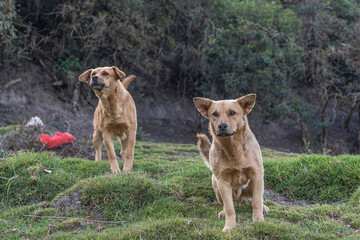 perros criollos cuidan los terrenos de la finca