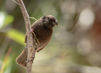 Wall Mural - a black-faced grassquit with grass seed in its beak.
