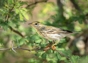 Wall Mural - a female blackpoll warbler perched on a limb during spring migration.
