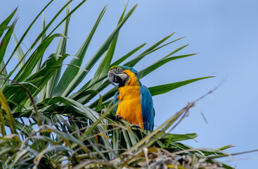 Wall Mural - a blue and yellow macaw sitting in the top of a palm tree in south florida.